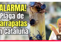 Alerta sobre plaga de garrapatas en Cataluña, España podría exterderse a otras ciudades; Vídeo