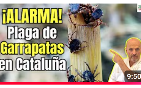 Alerta sobre plaga de garrapatas en Cataluña, España podría exterderse a otras ciudades; Vídeo